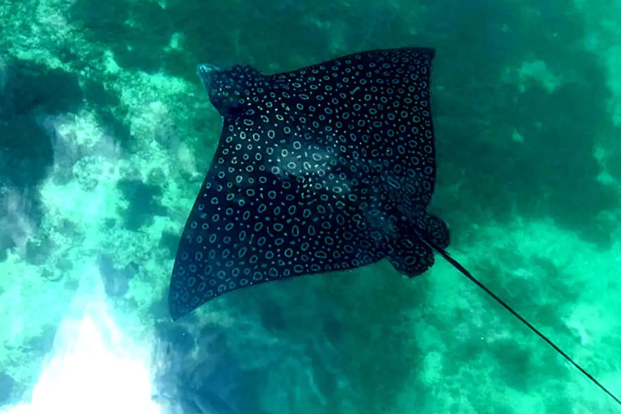 Spotted eagle ray swimming in Puerto Aventuras marina