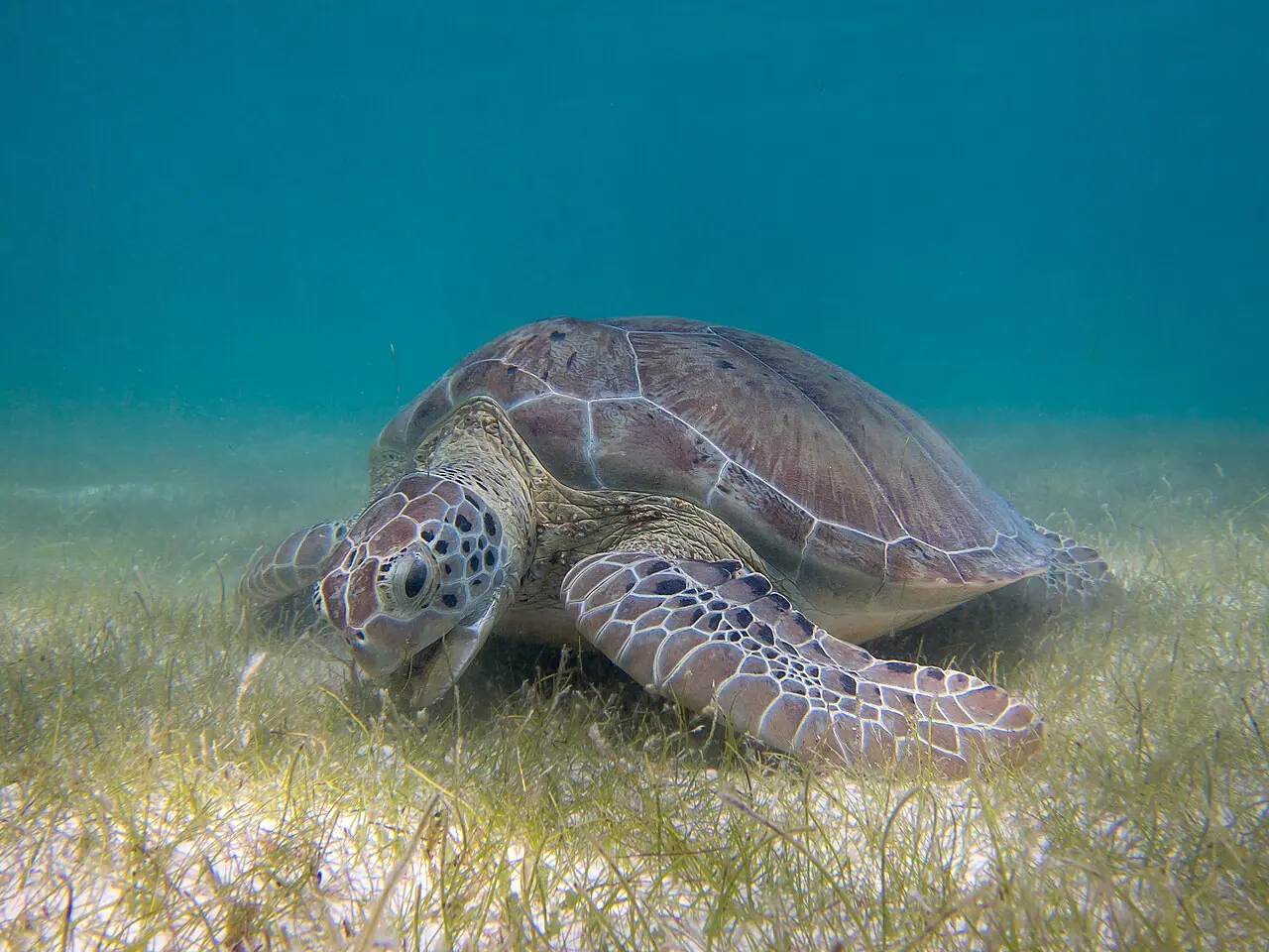 Green sea turtle grazing on seagrass in Akumal Bay